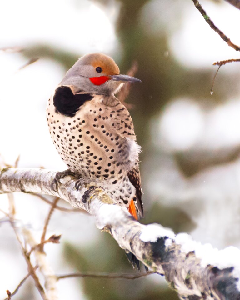 Winter wildlife