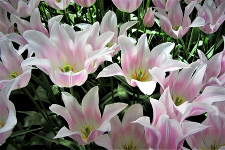 Netherlands tulip fields bulb photo