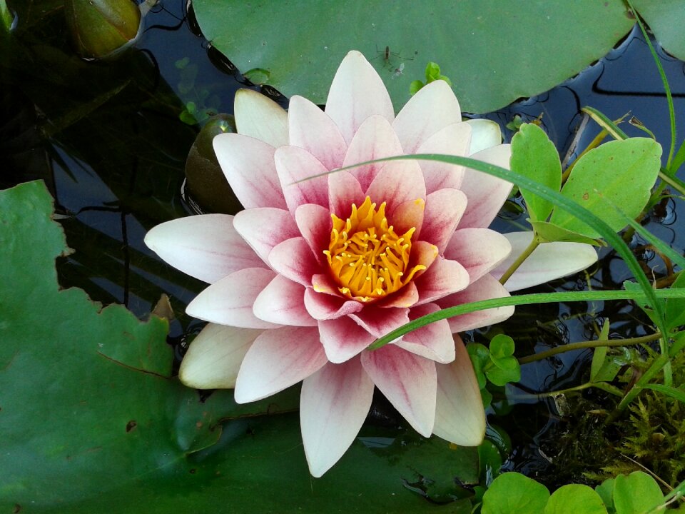 Blossom bloom pond