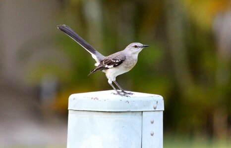 Bird feathered race nature