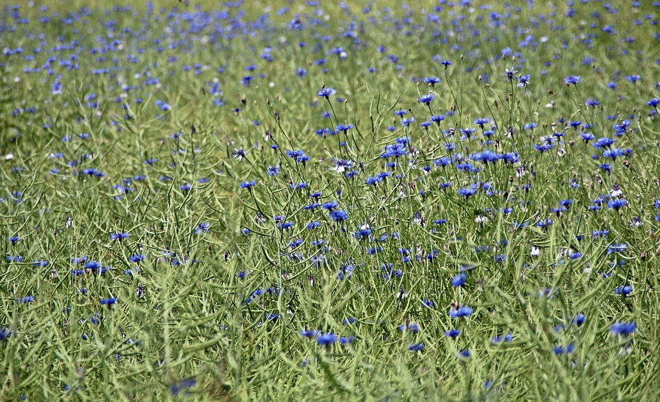 Agriculture food flower meadow