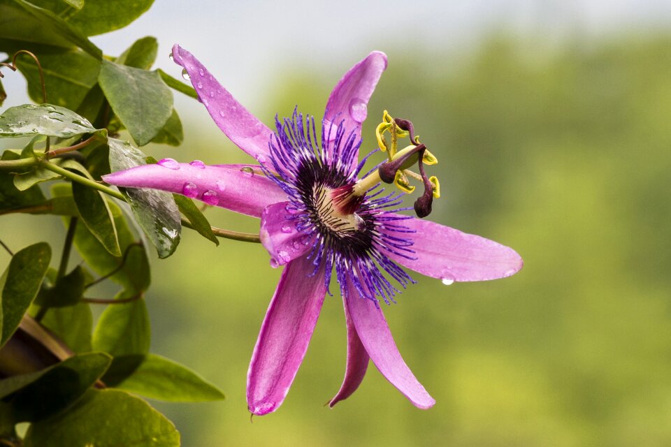 Passion flower nature climber plant