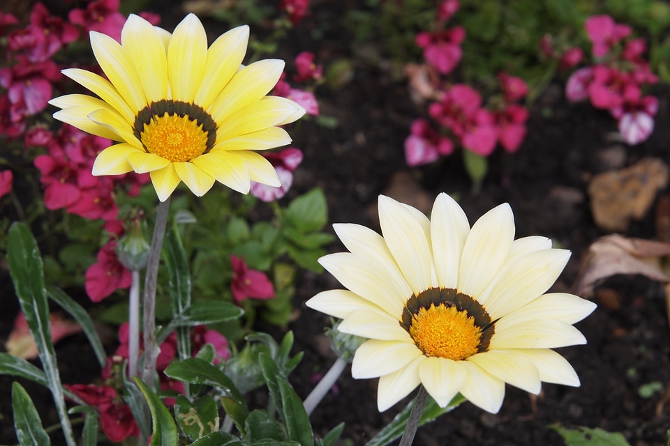Yellow blossom summer