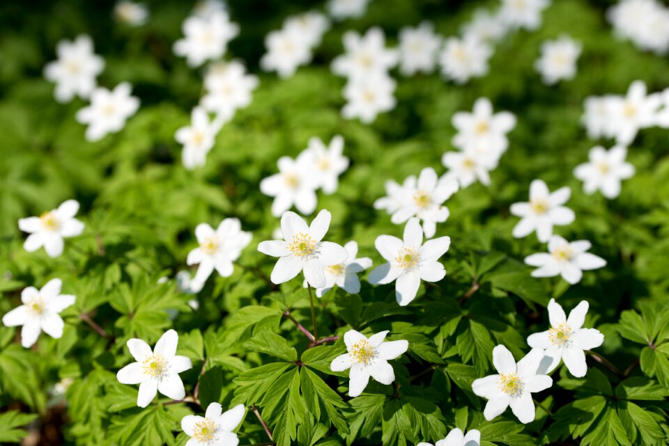 Flower spring forest