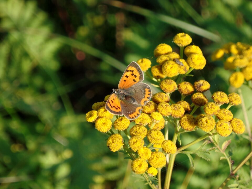 Spring butterfly flower