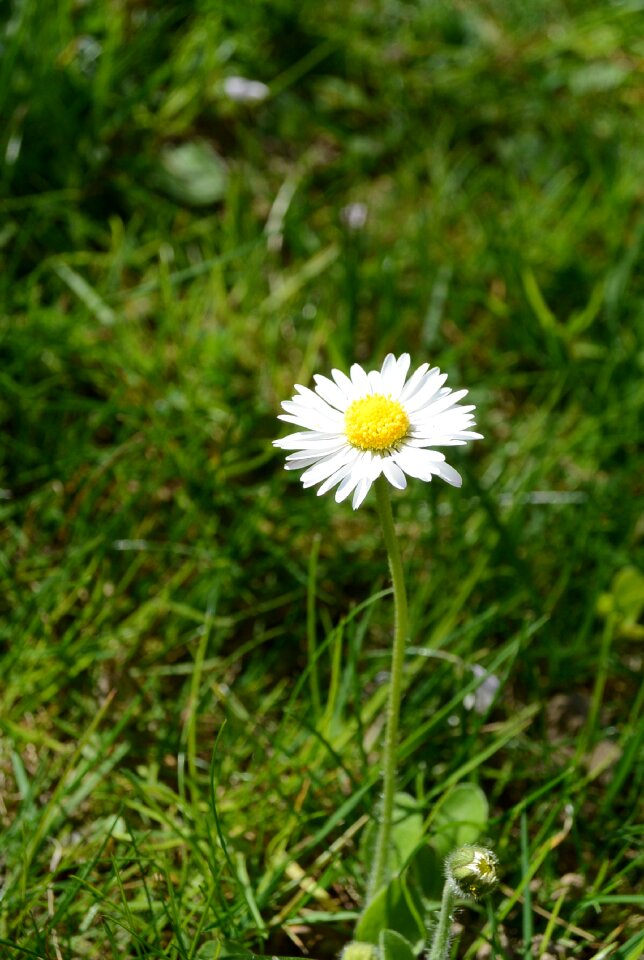 Bloom flora nature