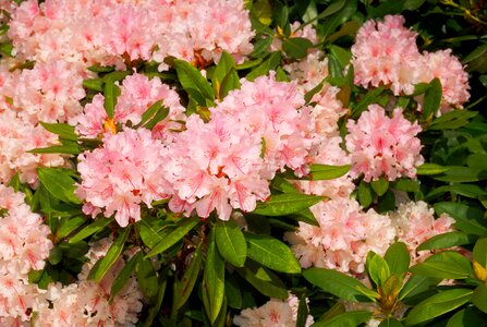 Rhododendrons garden pink photo