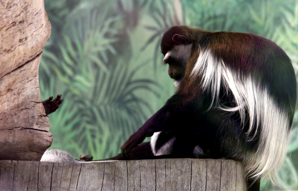 Zoo wild animals primacy