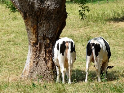 Cows pollarded willow meadow