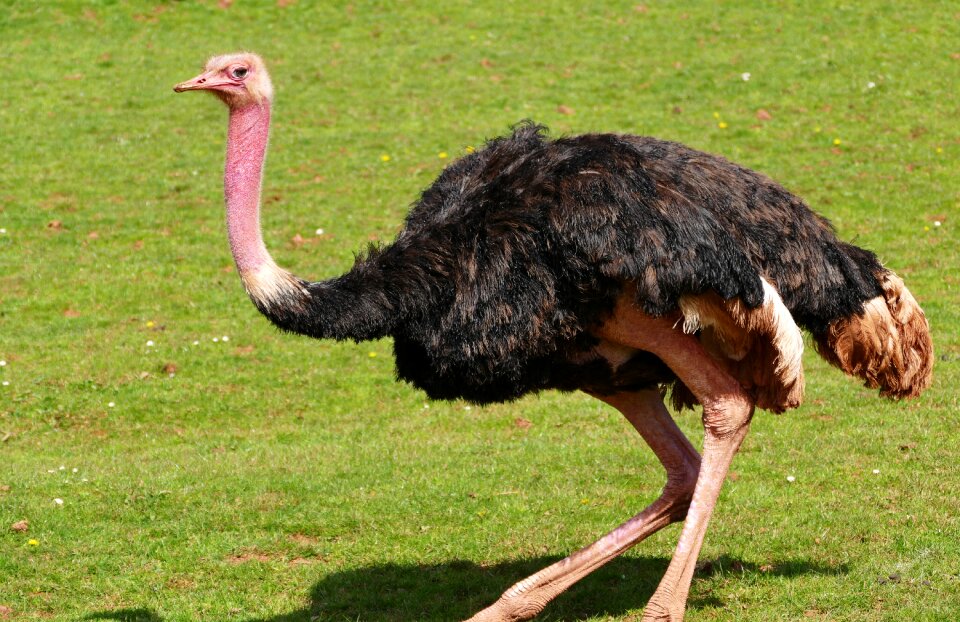 Wildlife animal wild