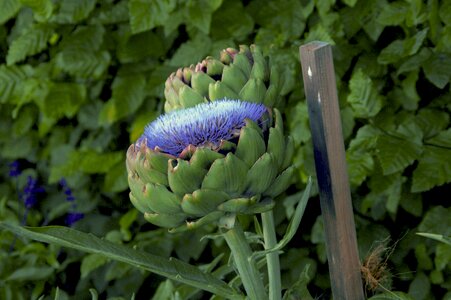 Artichoke plant purple violet photo