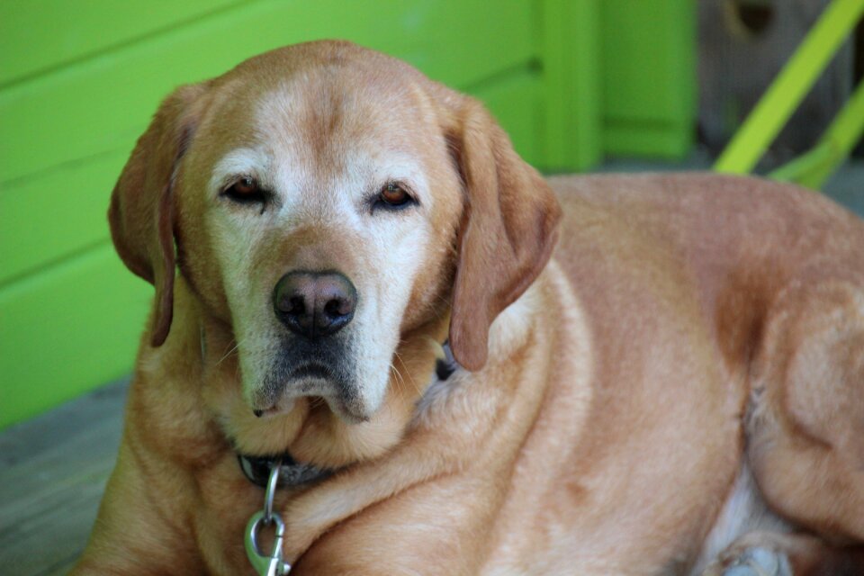 Domestic dog calm pet