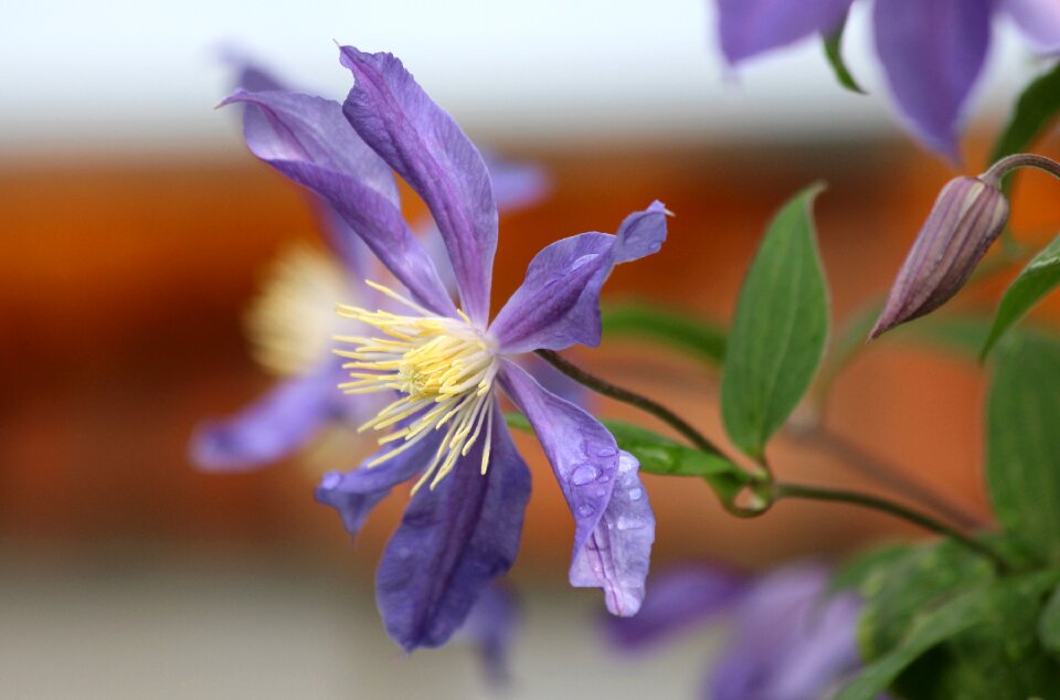 Garden flower flower purple