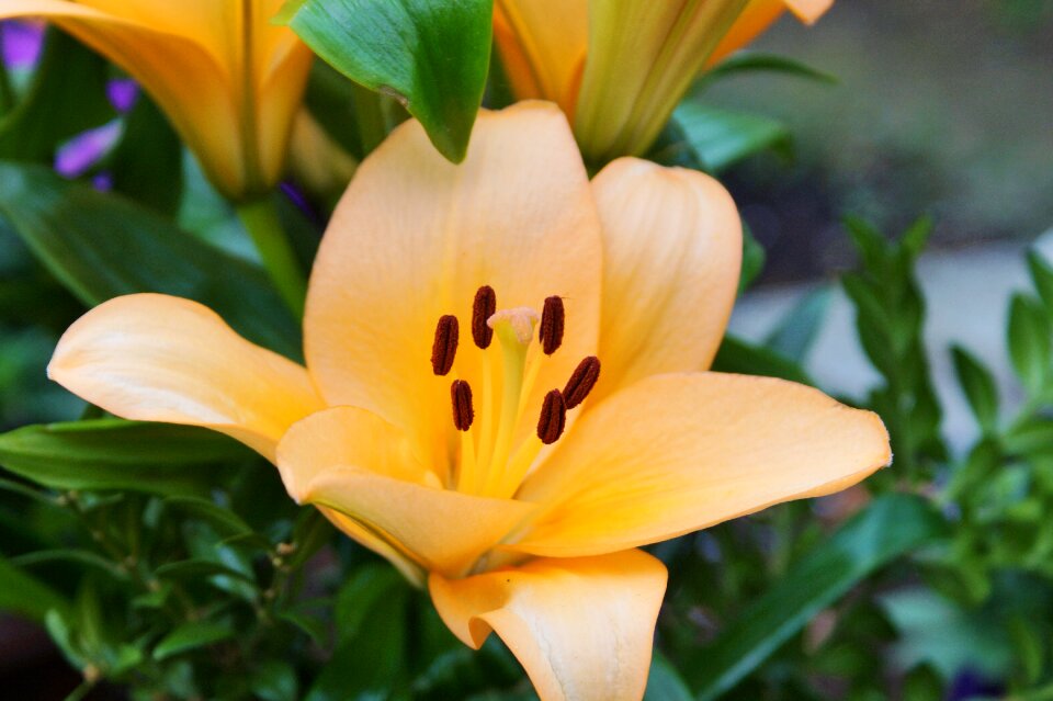 Bloom stamp stamens