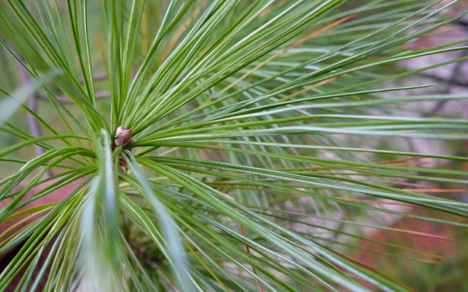 Tree leaf coniferous
