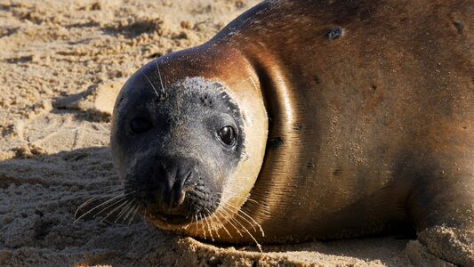 Beach horsey norfolk