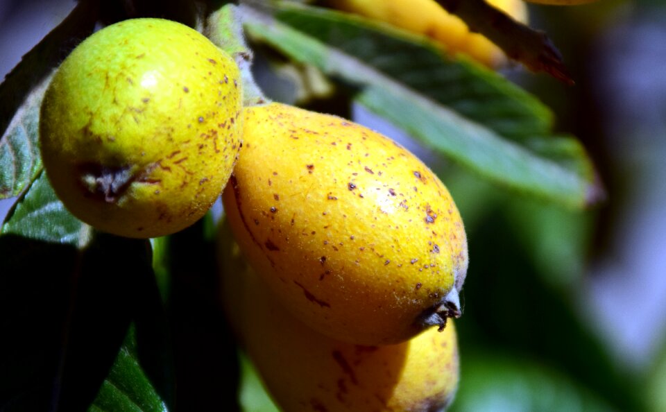 Food orange exotic