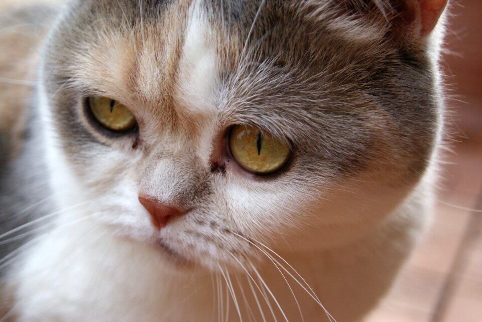 British british shorthair animal world