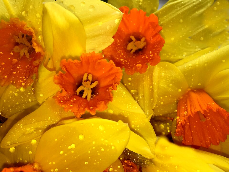 Spring daffodils spring flowers