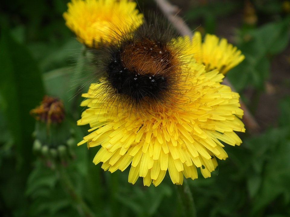 A yellow flower dandelion flowers