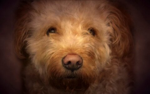 Dog beautiful look