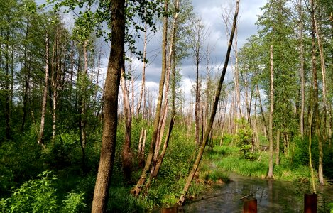 Brook naturam summer