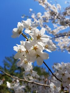 Cherry blossom cherry tree sky