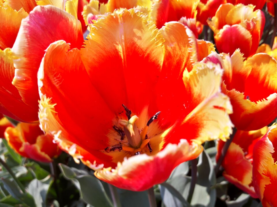 Tulips garden red