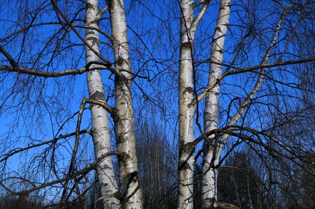 Birch tree finnish