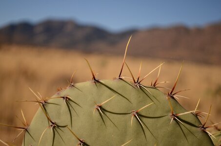 Arizona desert