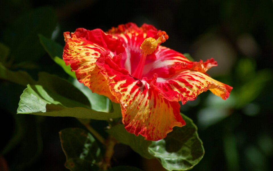 Flowers orchid red