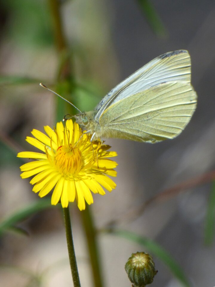 Dandelion pieris rapae white butterfly