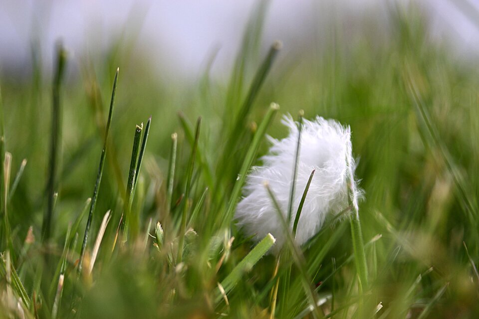 Green grass spring day garden
