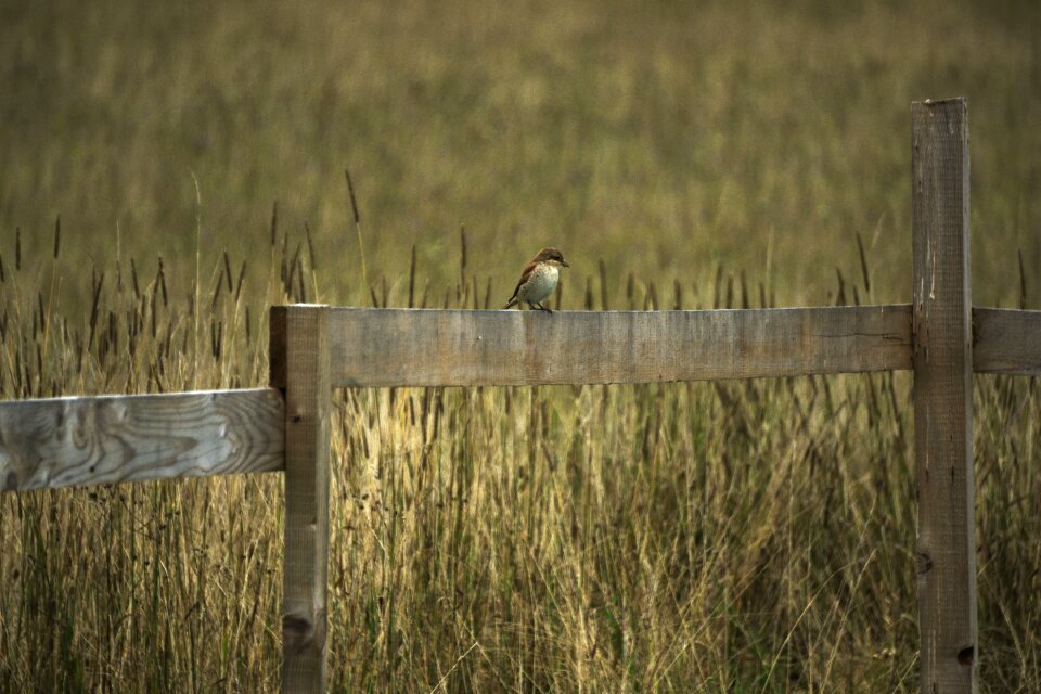 Summer wildlife sitting