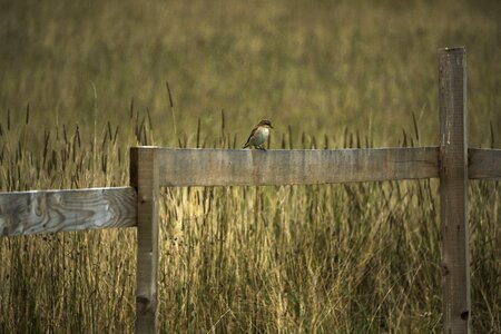Summer wildlife sitting