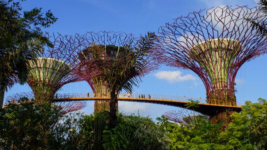 Singapore trees bay