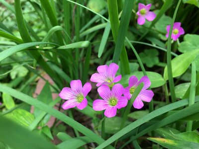 Pink flowers photo