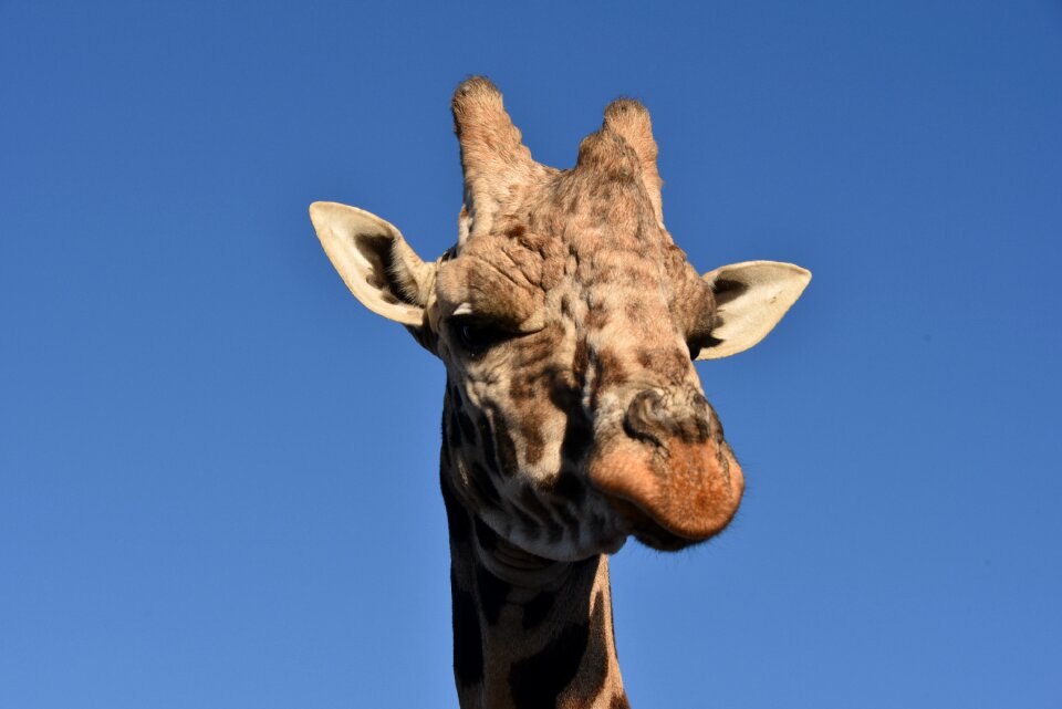Wild animal african face