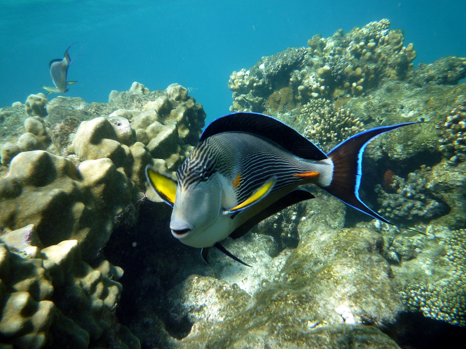 Underwater sea sea animal