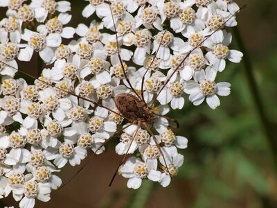 Opiliones opilions animal