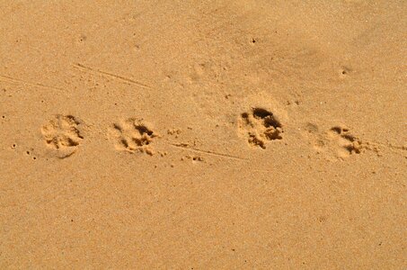 Paraty beach dog