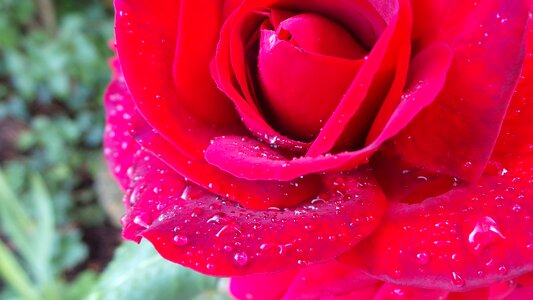 Rose blooms red rose blossom
