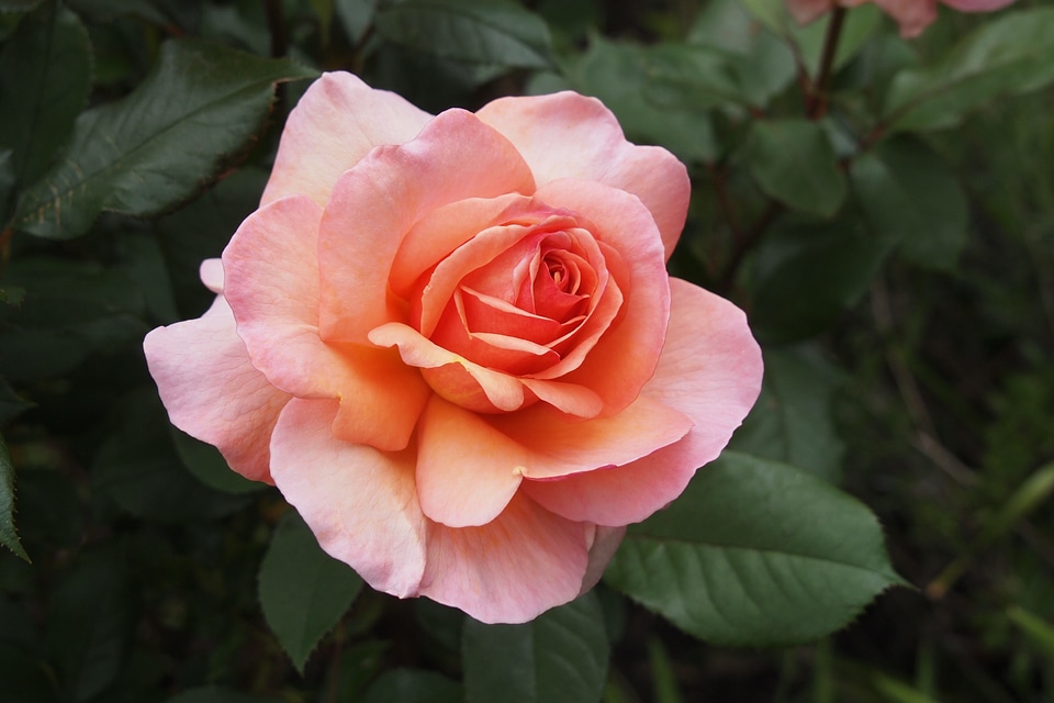 Flower petal blossom
