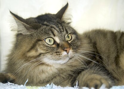 Norwegian forest cat ears fur