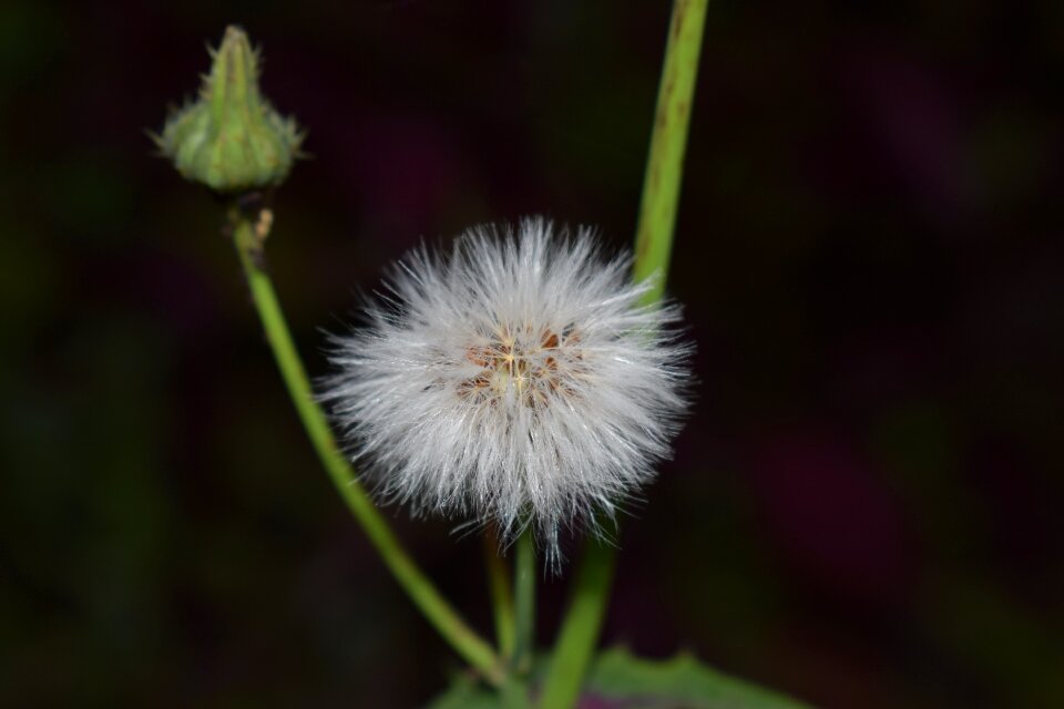 Spring plant white flower