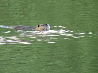 Nutria lake nature