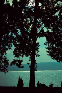 Tree romance plant