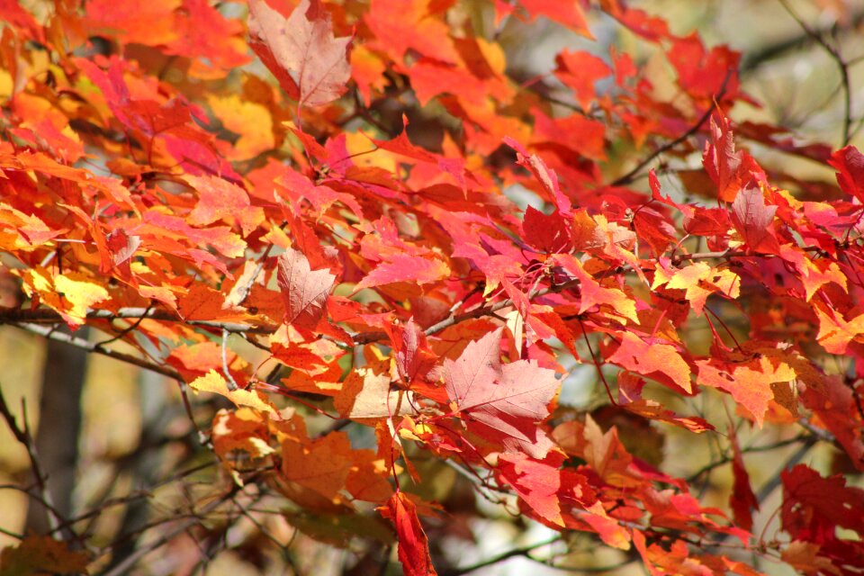 Nature forest tree