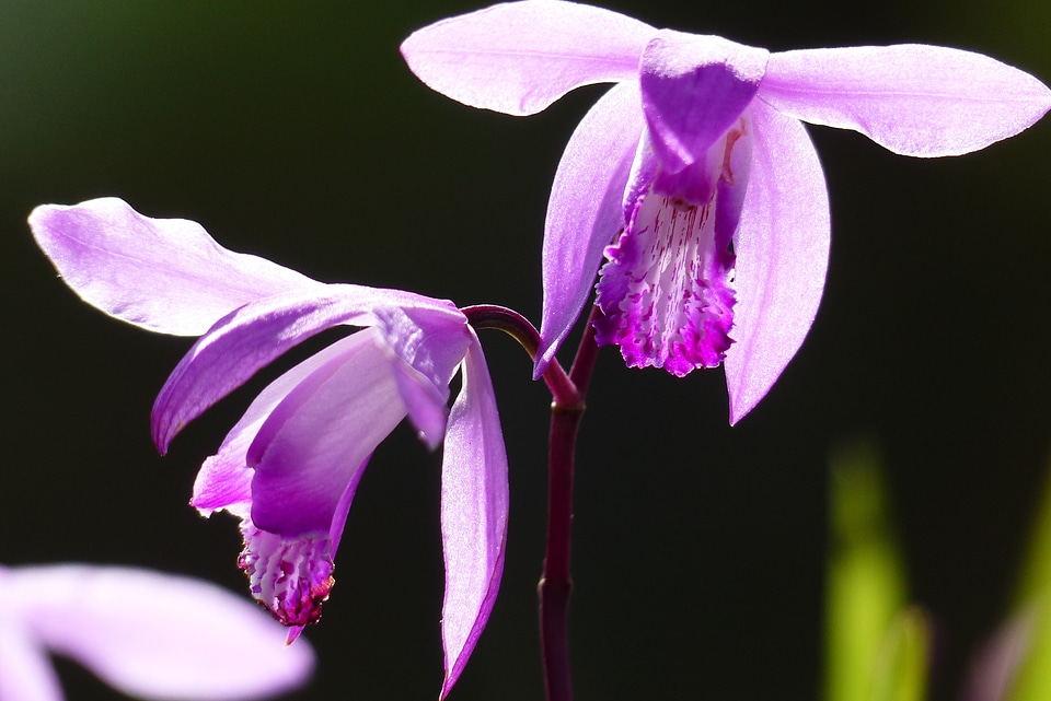 May purple natural