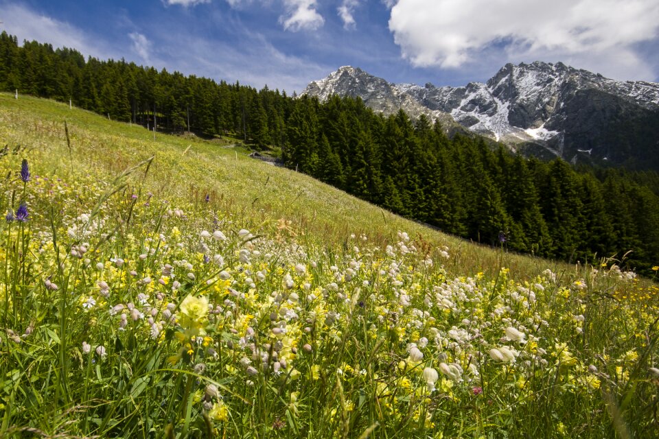 Flower meadow hike mountains